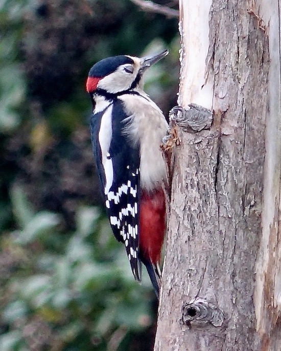 great spotted woodpecker